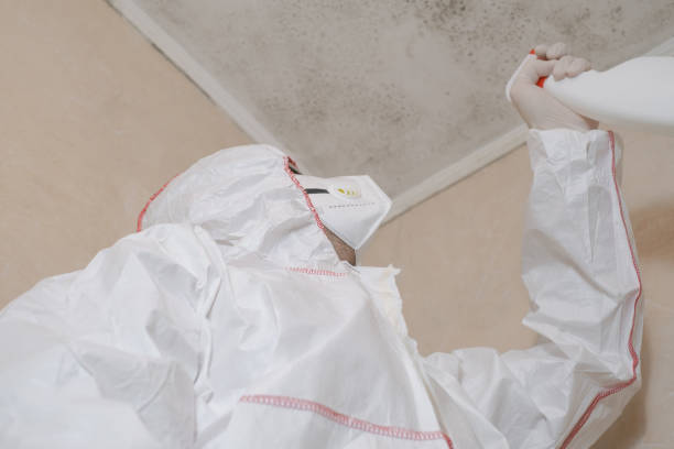 Best Commercial Mold Remediation in USA